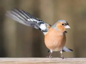 Vogelvereniging Avicultura houdt in Volkel een vogelshow