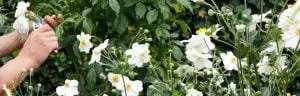 7 genomineerden voor Tuin van het Jaar 2017