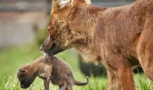 Zeldzame rode hondjes geboren in Dierenpark Zie-ZOO