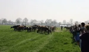 Zondag 8 april Volkelse koeien voor het eerst naar buiten