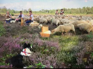 T SCHAPENVOLK VAN DE MAASHORST