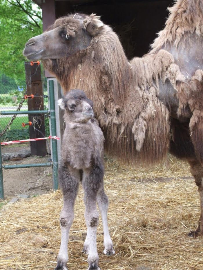 geboorte-kameel-mei-2013-081