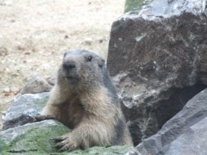 Alpenmarmotten 2014 091
