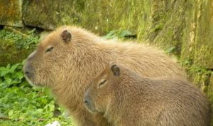 Capibara binnenkort naar Zie-Zoo